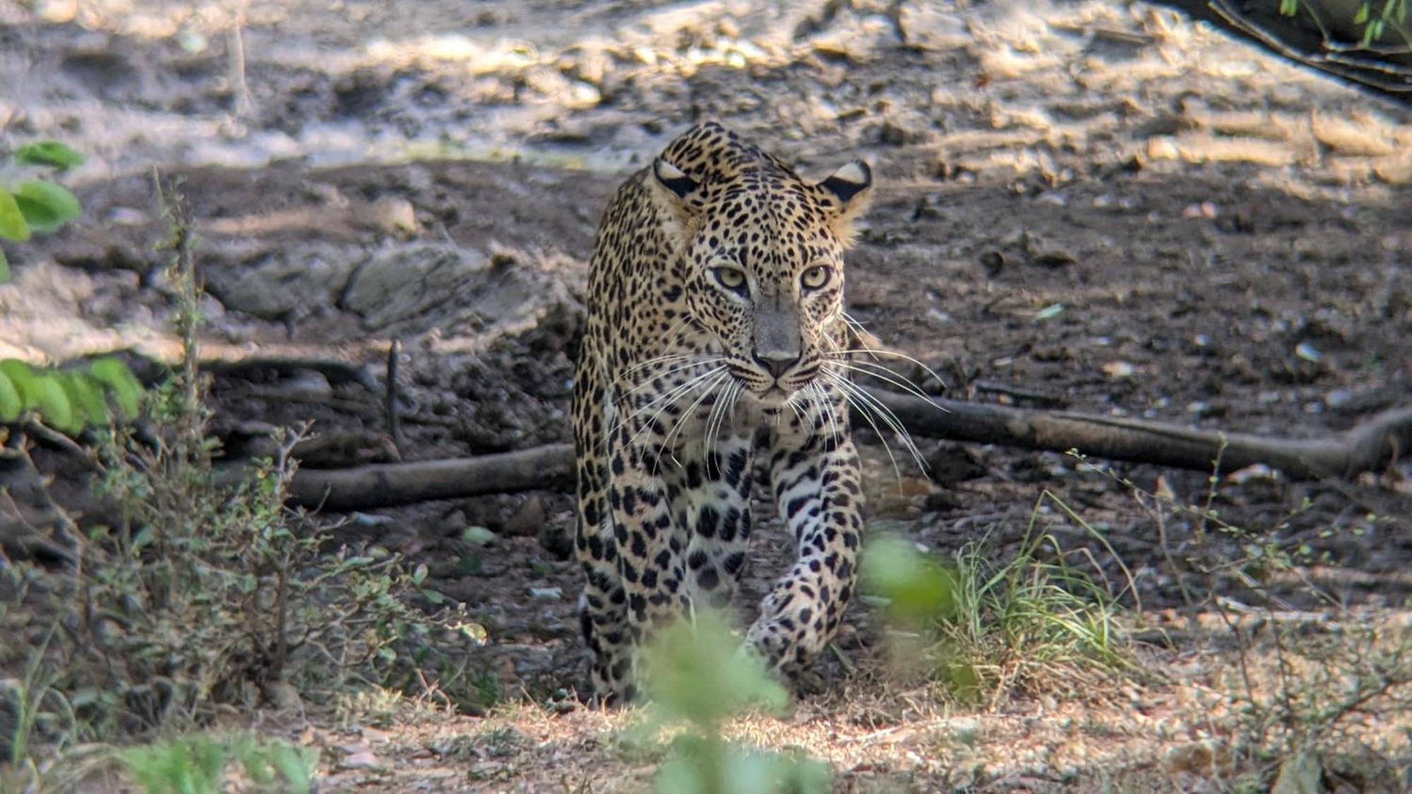 Апартаменти Yala Avian Eye Safari Buttala Екстер'єр фото