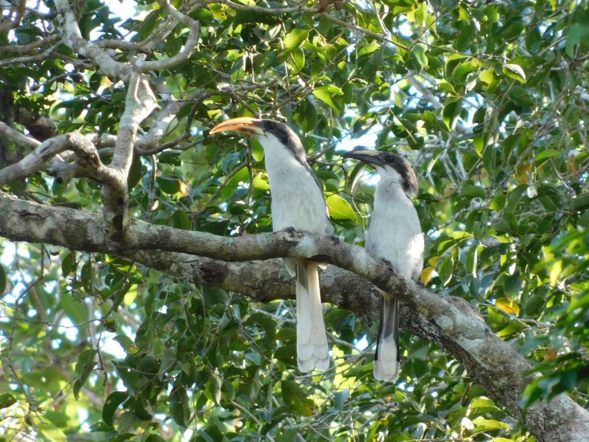 Апартаменти Yala Avian Eye Safari Buttala Екстер'єр фото